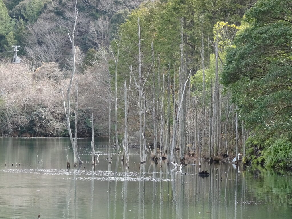 「岡崎の大正池」と呼ばれている小呂池。雰囲気が似ている。